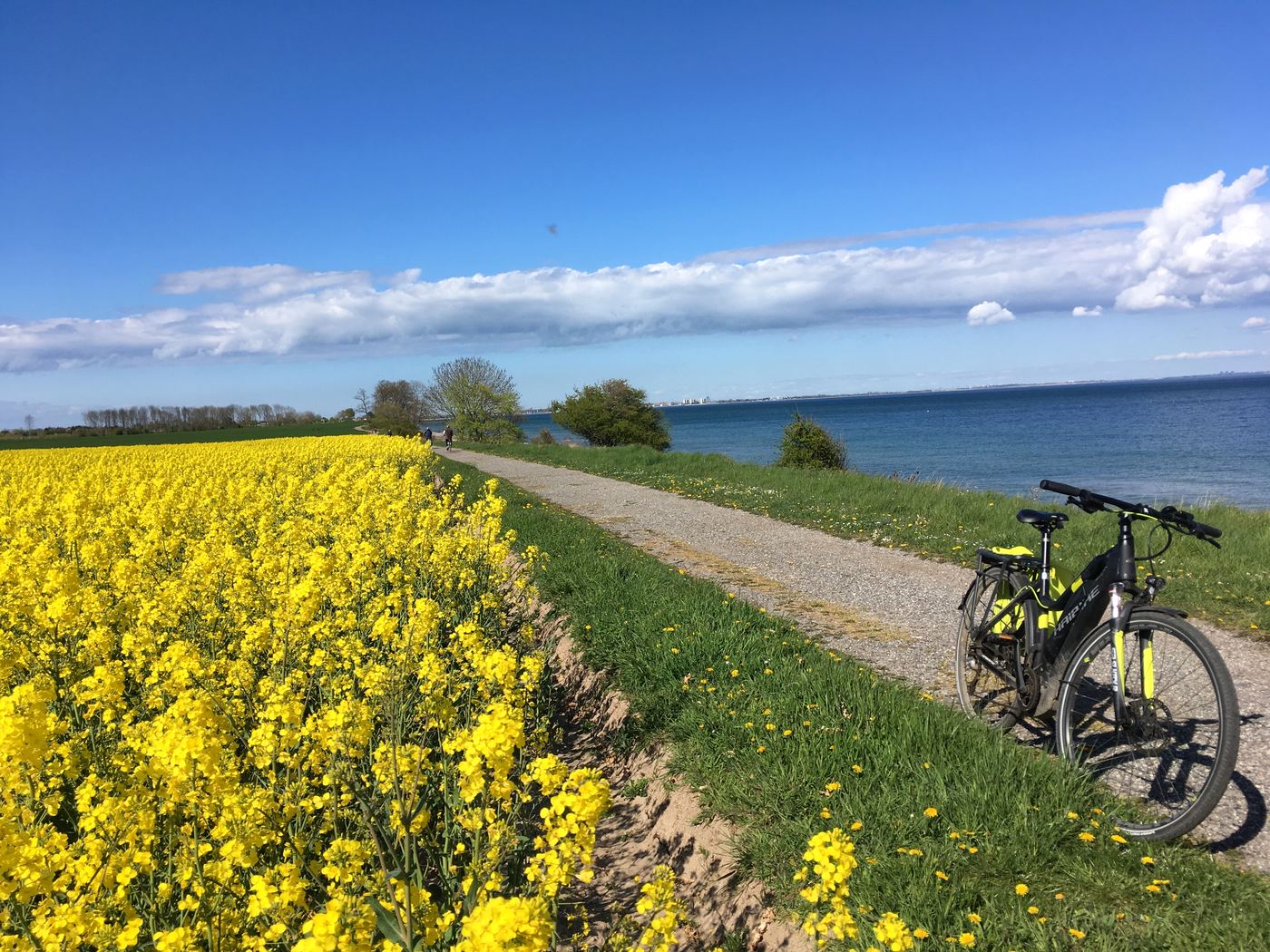 Radweg zwischen blühendem Rapsfeld und der Ostsee