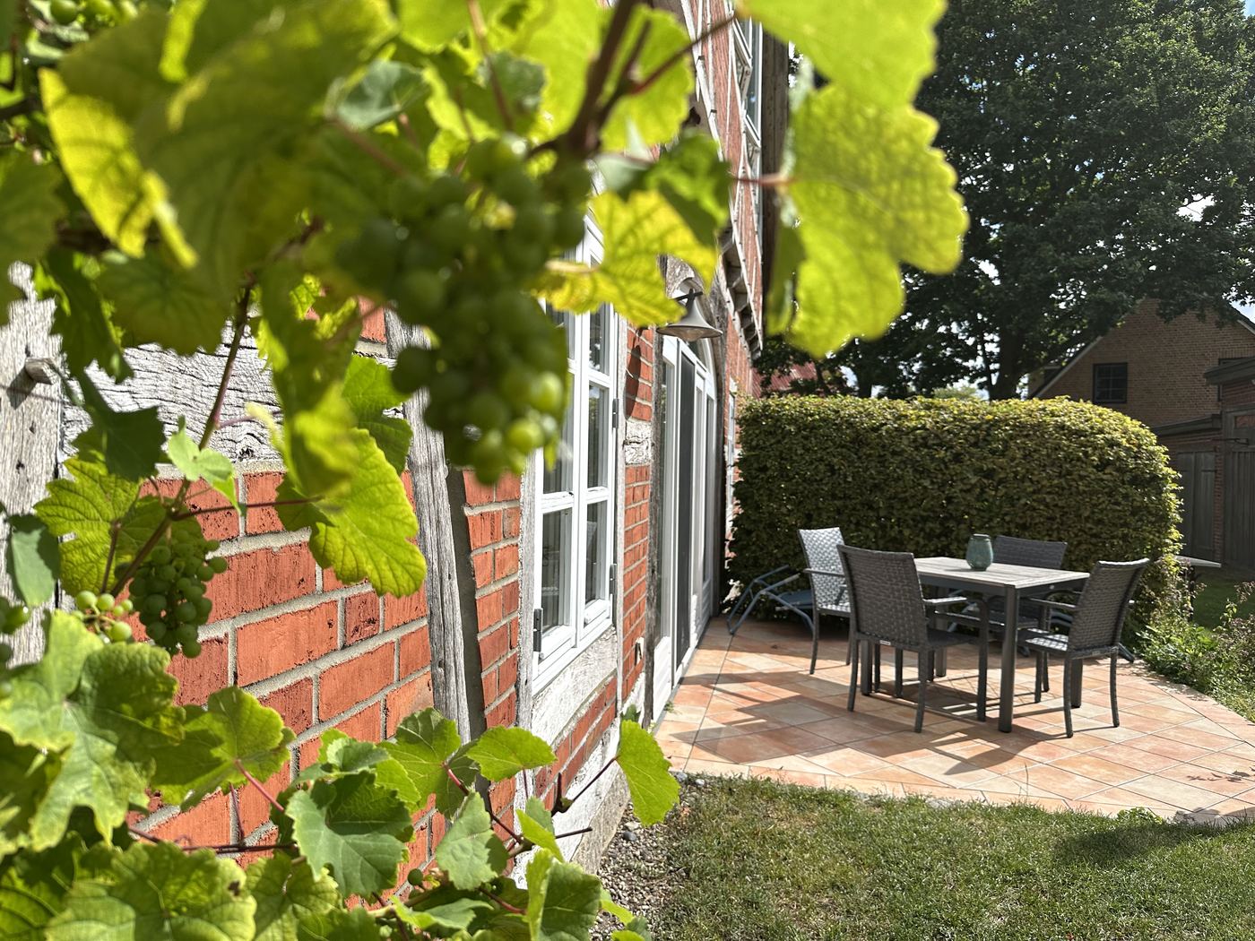 Terrasse mit Tisch und Stühlen, davor Weinreben an der Hauswand